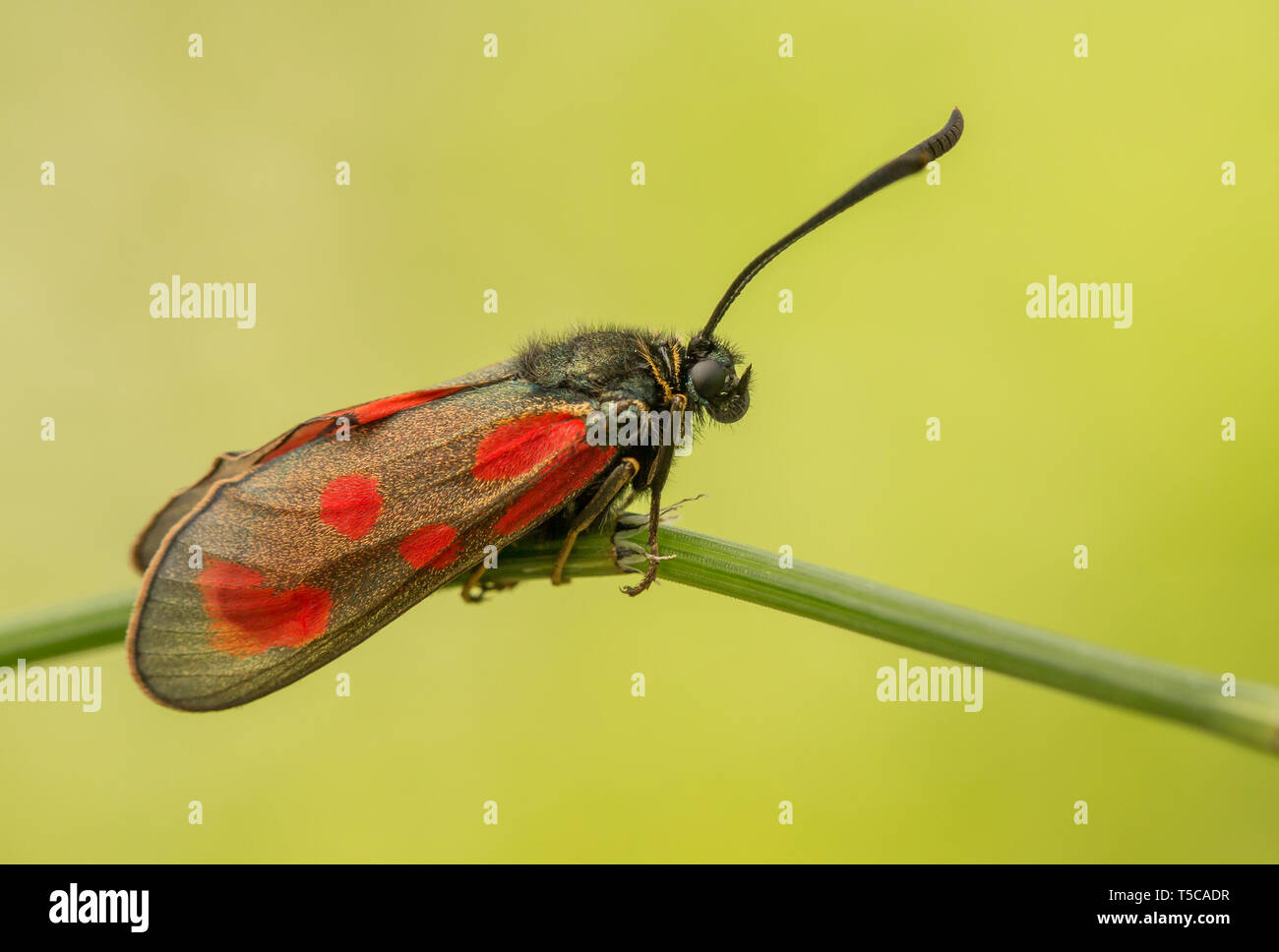 Zygaena loti, schlanke Scotch Burnett, schwarz rot Motten Schmetterling in der Tschechischen Republik Stockfoto