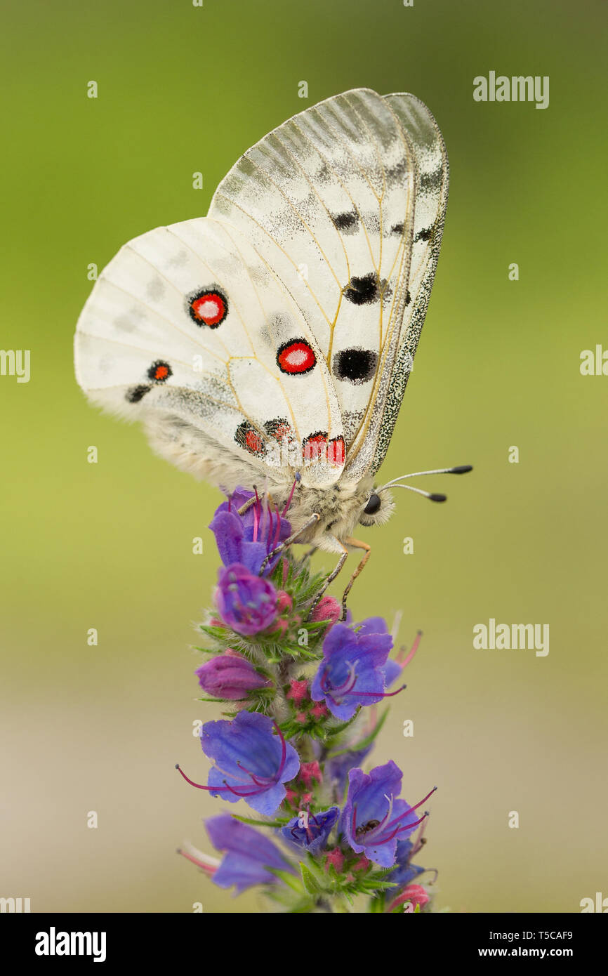 Apollo Buterfly Clossiana Apollo in der Tschechischen Republik Stockfoto