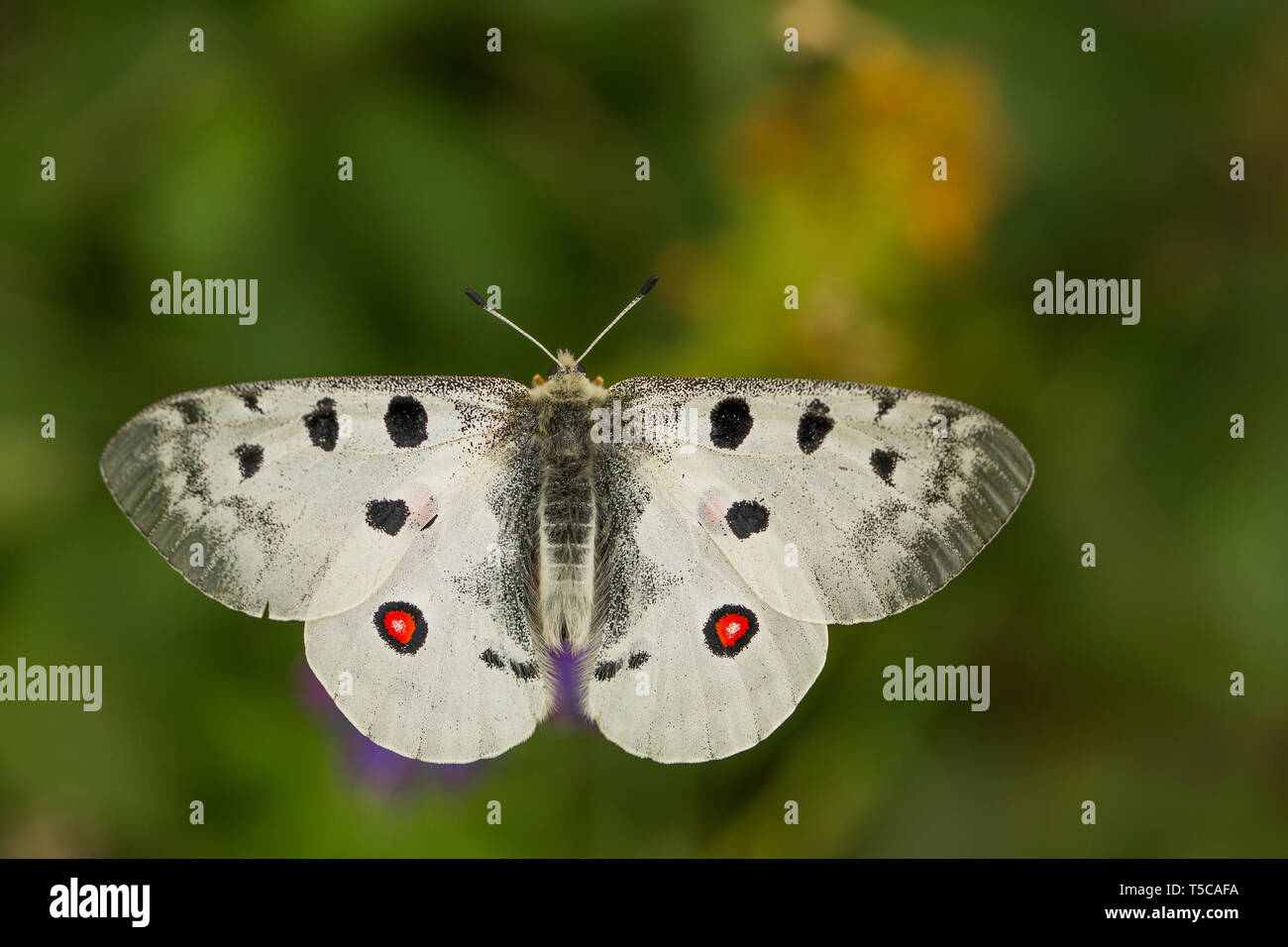 Apollo Buterfly Clossiana Apollo in der Tschechischen Republik Stockfoto