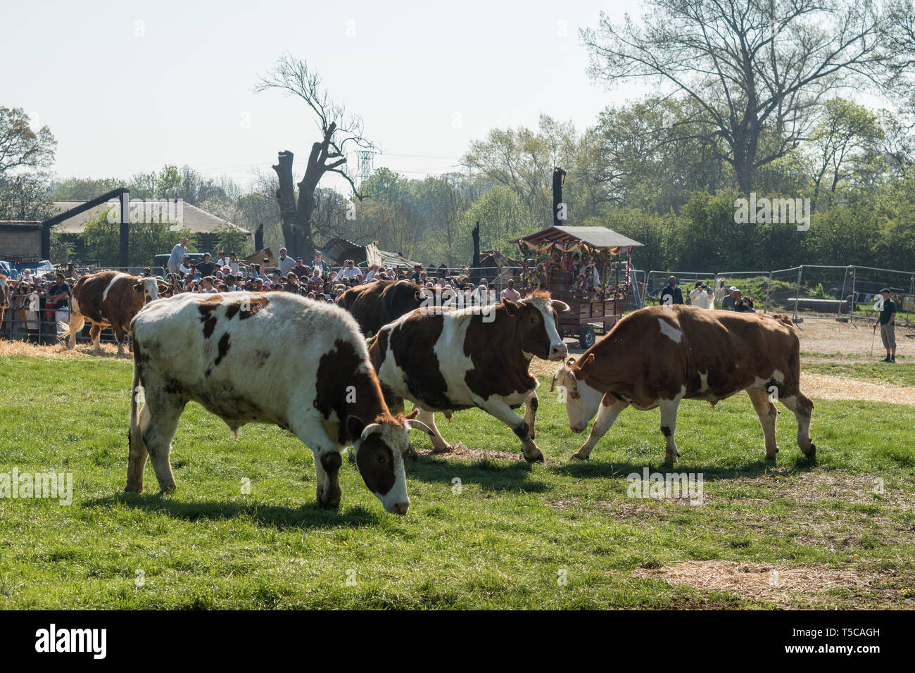 "Vermietung und Verpachtung aus der Kühe" Festival in der Bhaktivedanta Manor in der Nähe von Watford, England. Das Manor ist ein ISKCON-Website (Internationale Gesellschaft für Krishna Consci Stockfoto