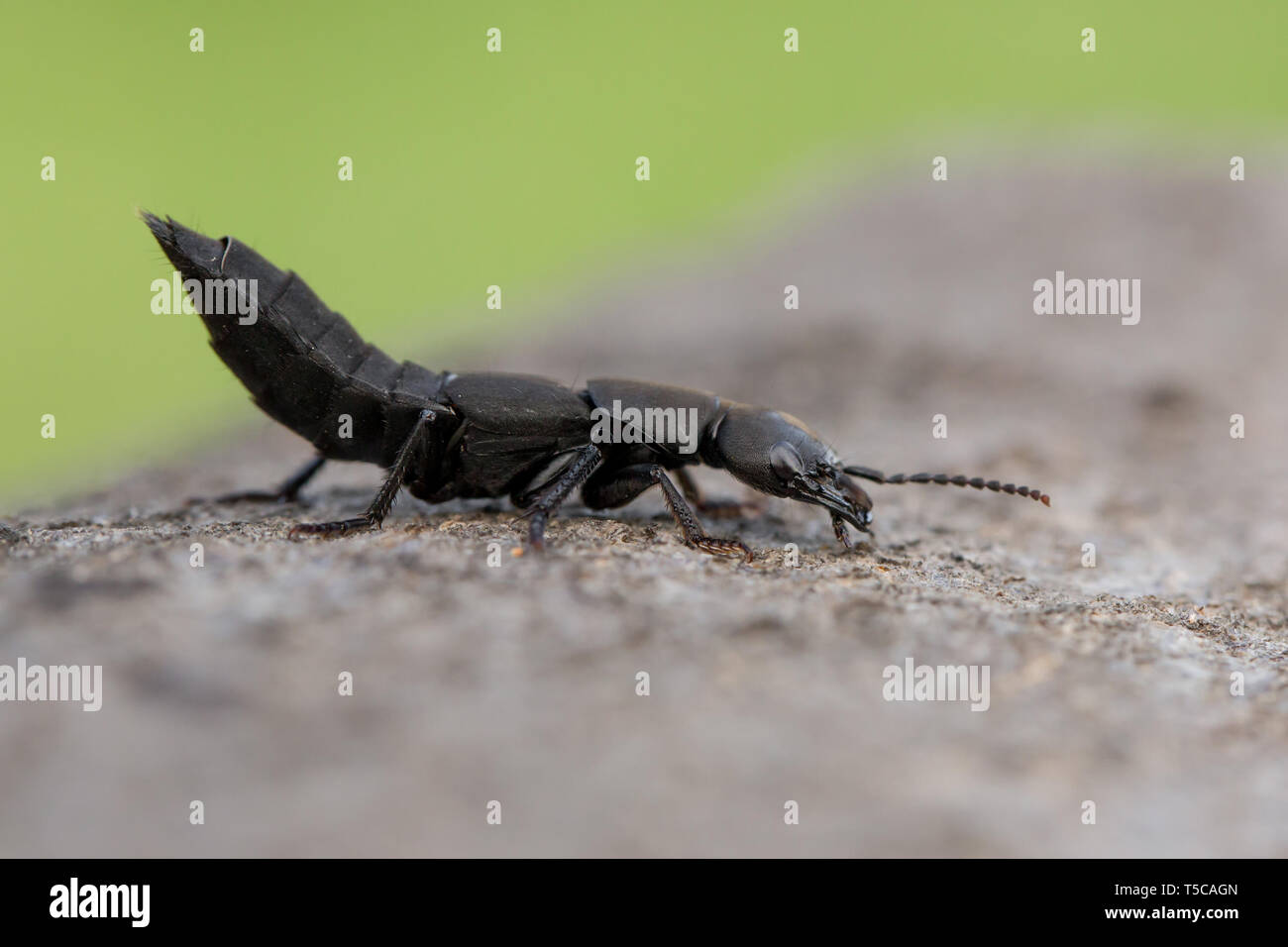 Des Teufels Trainer - Pferd Ocypus olens Käfer in der Tschechischen Republik Stockfoto