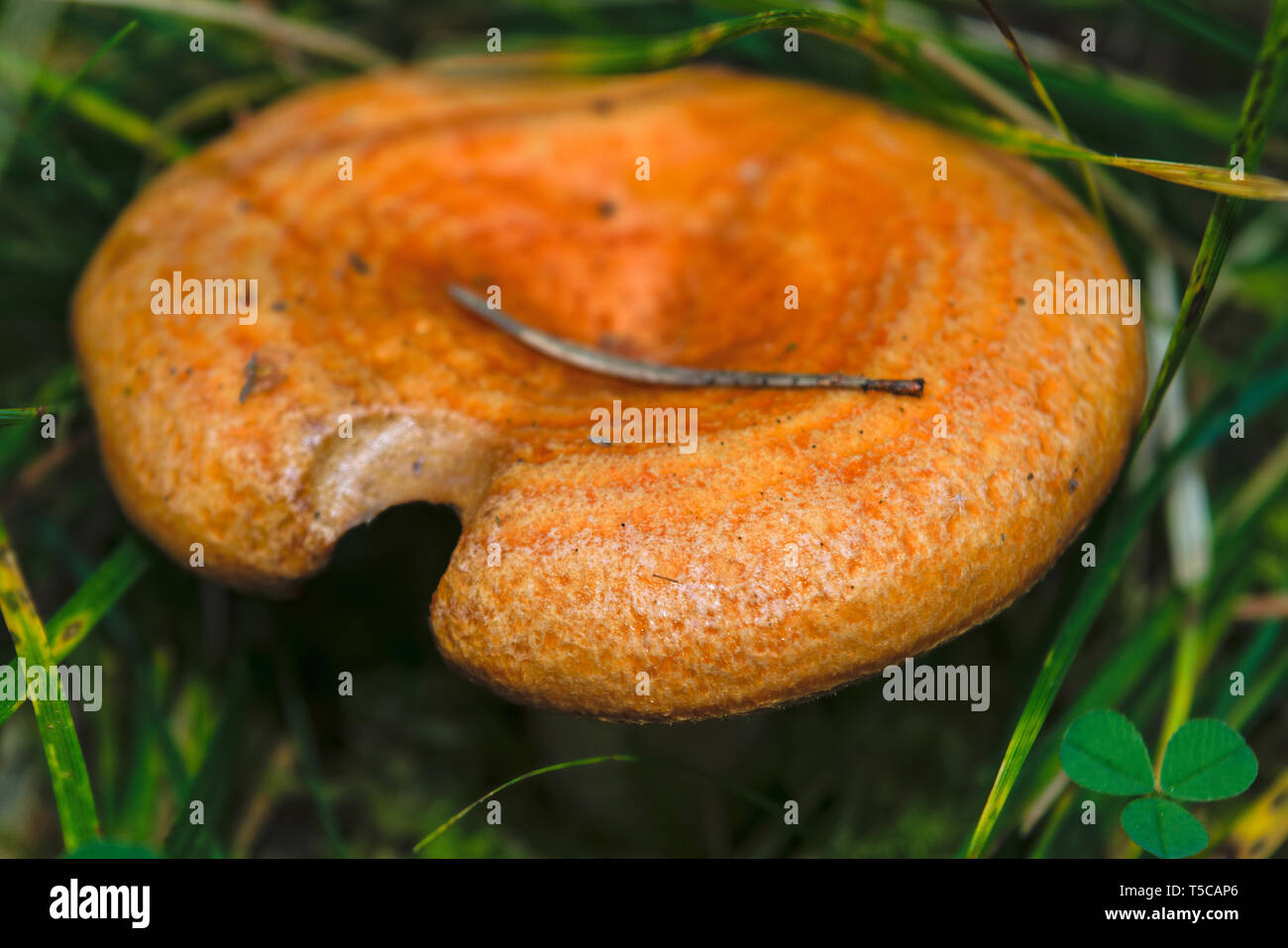 Lactarius Deliciosus essbaren Pilz. Pilz in der natürlichen Umwelt. Englisch: Safran Milch cap, Red pine Pilz Stockfoto