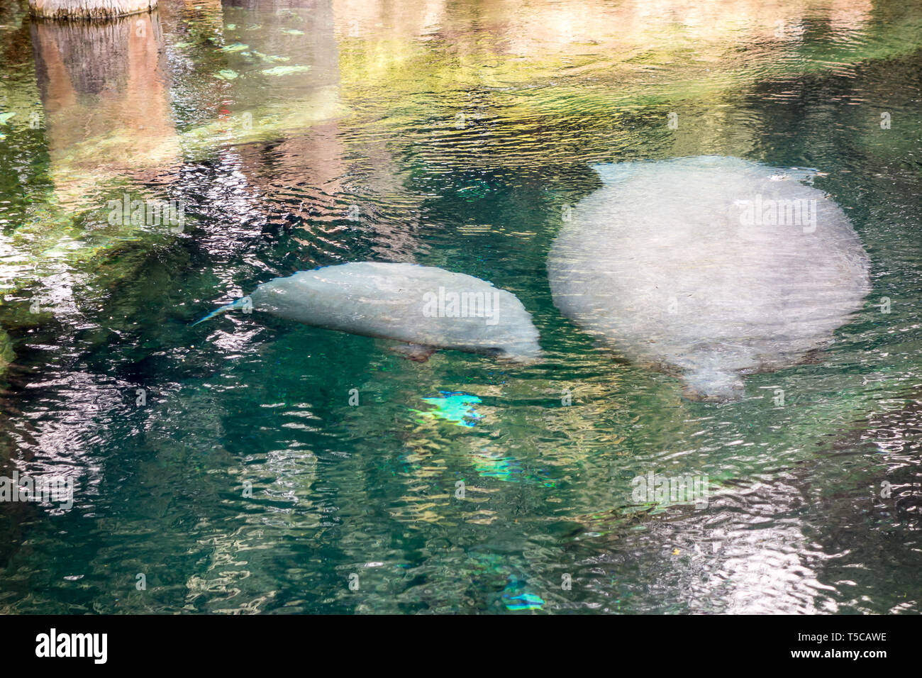 Florida Manatees in Manatee Rehabilititation, Seaworld, Orlando. Stockfoto