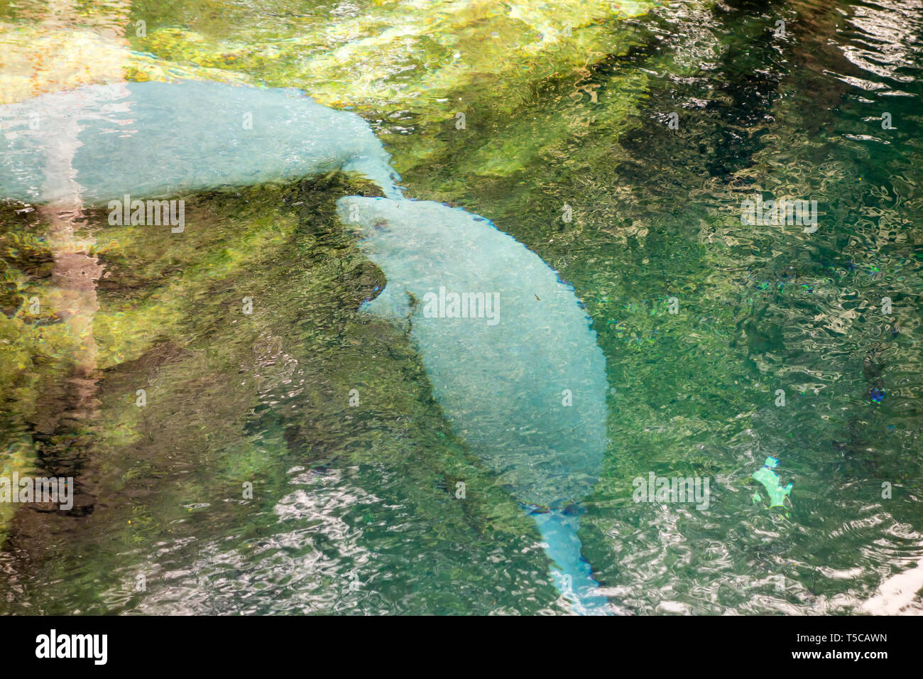 Florida Manatees grüßt einander durch das Küssen in Manatee Rehabilititation, Seaworld, Orlando. Stockfoto