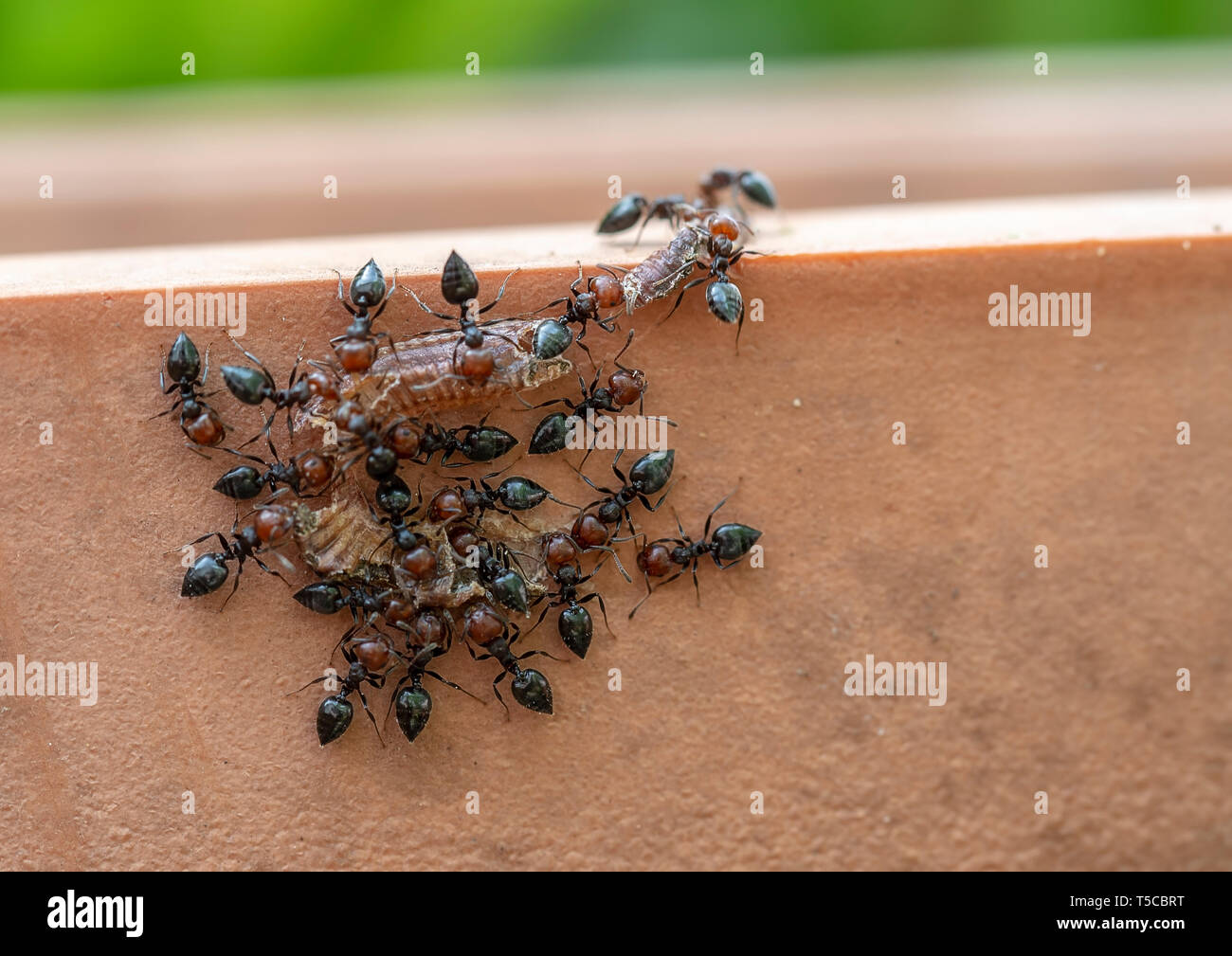 Crematogaster scutellaris Ameisen mit toten Wurm Mahlzeit. Stockfoto