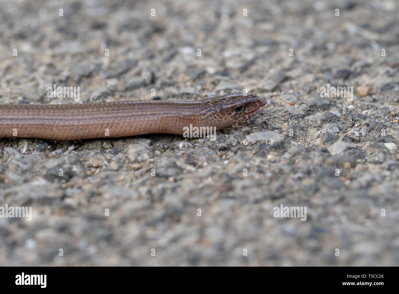 Slowworm aka langsam Wurm oder blindworm, Anguis fragilis, Gesicht mit herausgestreckter Zunge. Ein Reptil in Eurasien. Aka eine taube Otter. Stockfoto