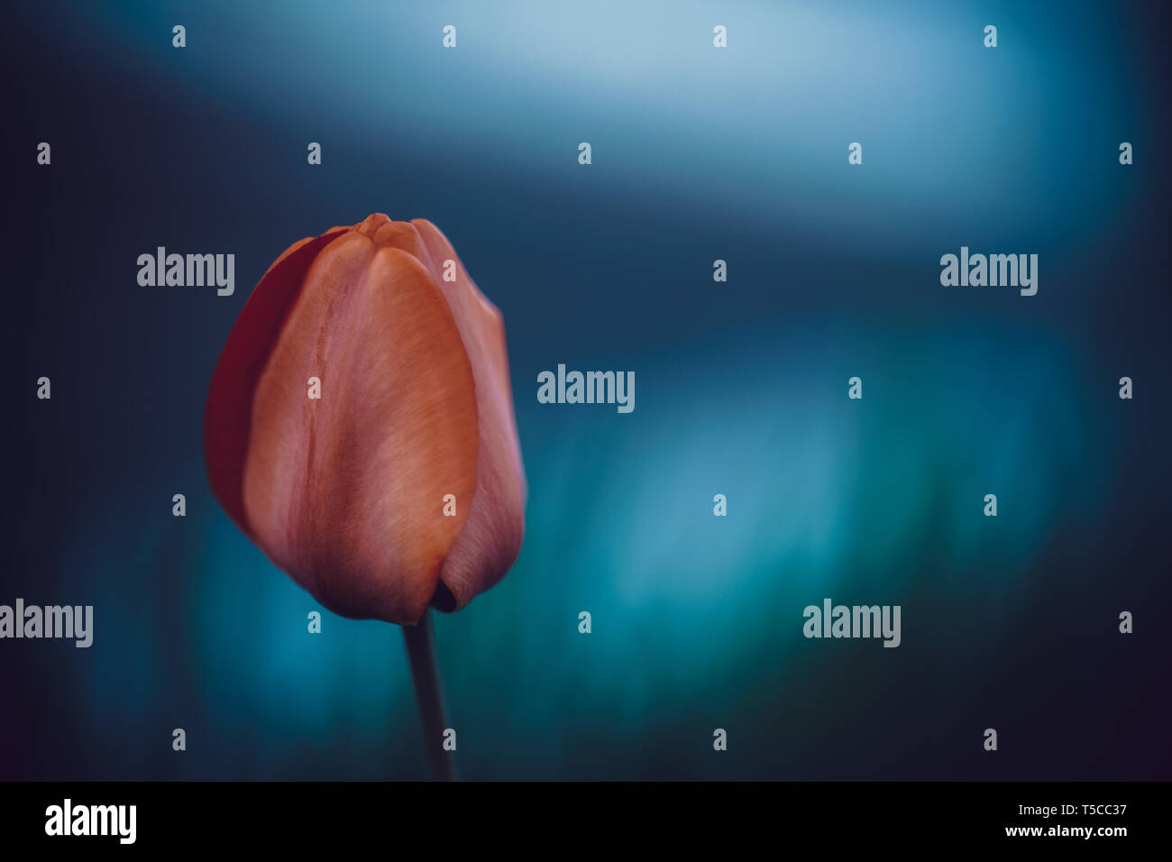 Rot glänzend Tulip in einem dunklen Bereich in der Nähe des Flusses wächst. Makroaufnahmen Stockfoto