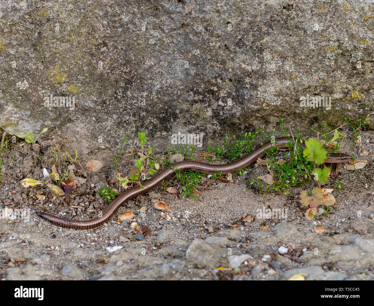 Slowworm aka langsam Wurm oder blindworm, Anguis fragilis, durch die Wand. Ein Reptil in Eurasien. Aka taube Otter. Stockfoto