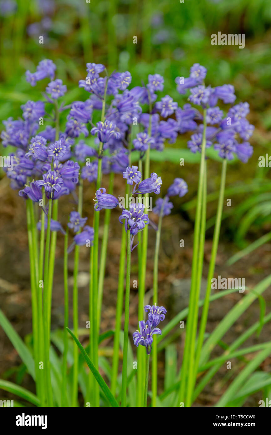 Feder Bluebells bei Ford ist rauh, Warrington, Cheshire, England Stockfoto