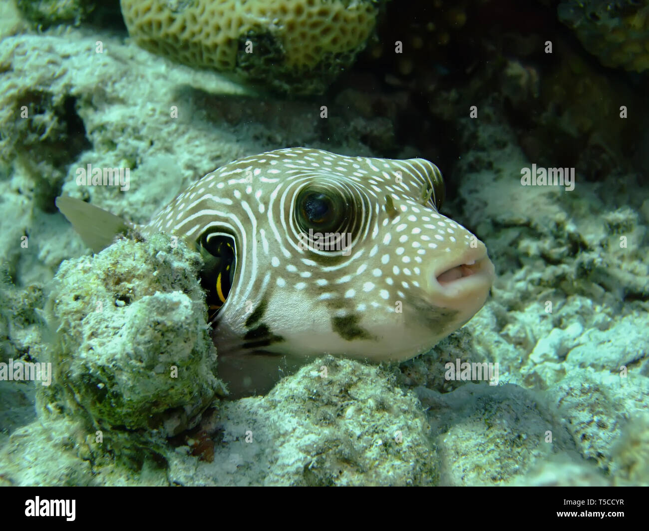 Whitespotted Kugelfisch (Arothron Hispidus) Stockfoto