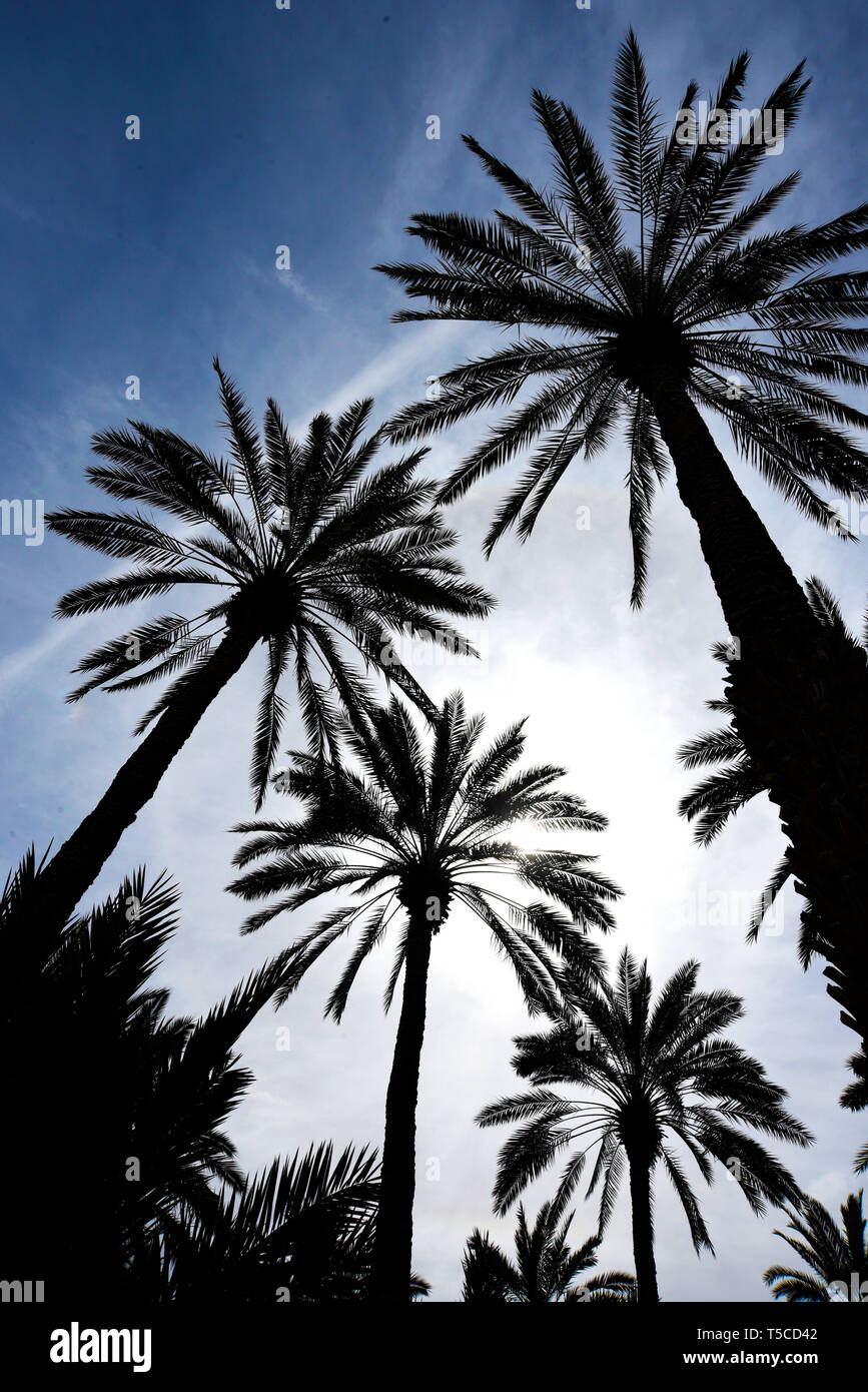 Dattelpalmen wachsen in Indio, Kalifornien, USA Stockfoto