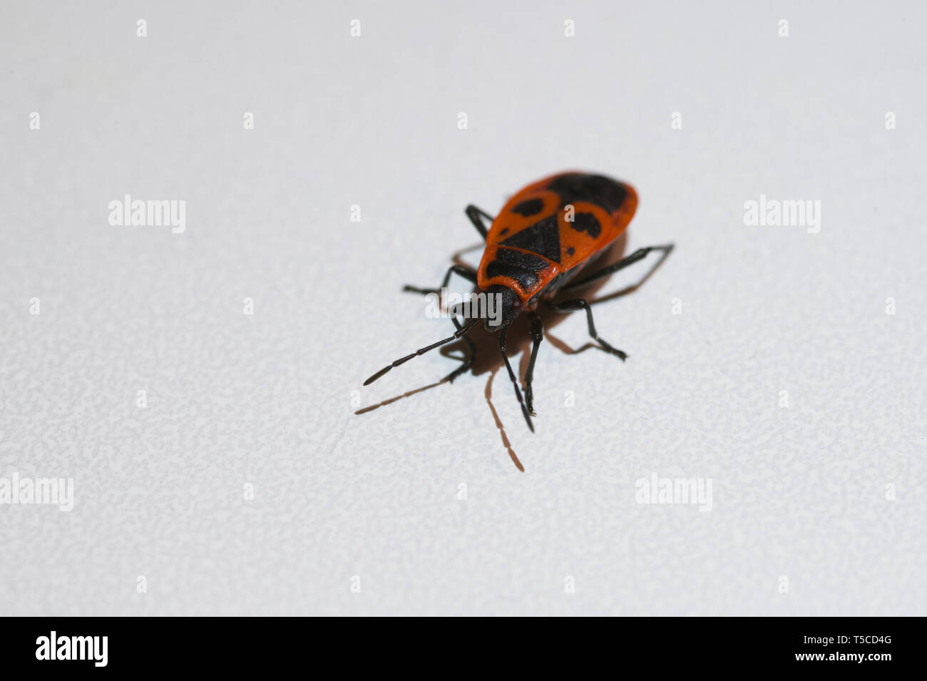 Pyrochroidae brand Käfer Nahaufnahme Makro Stockfoto