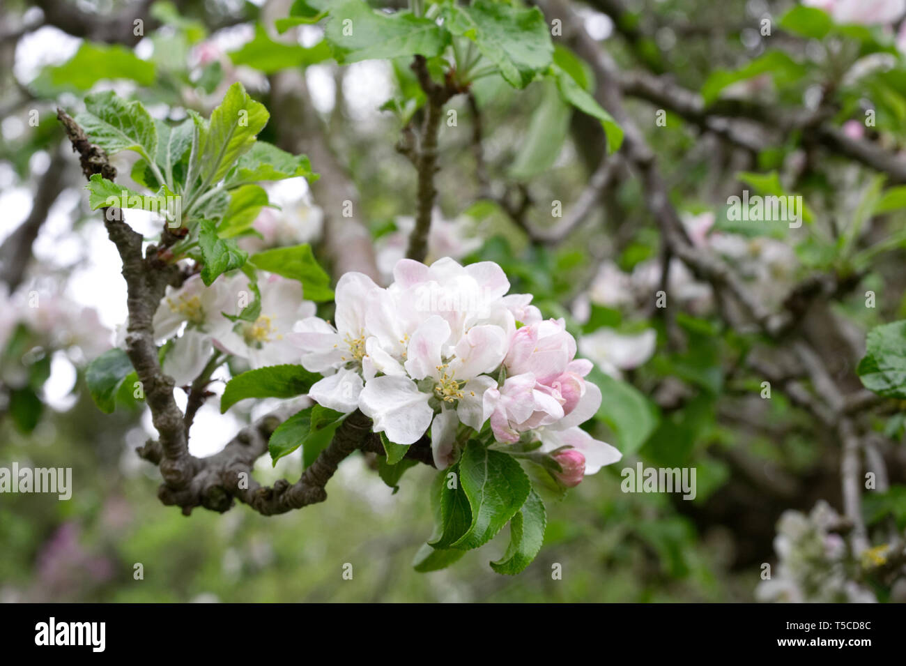 Malus blühen. Apfelblüte im Frühjahr. Stockfoto