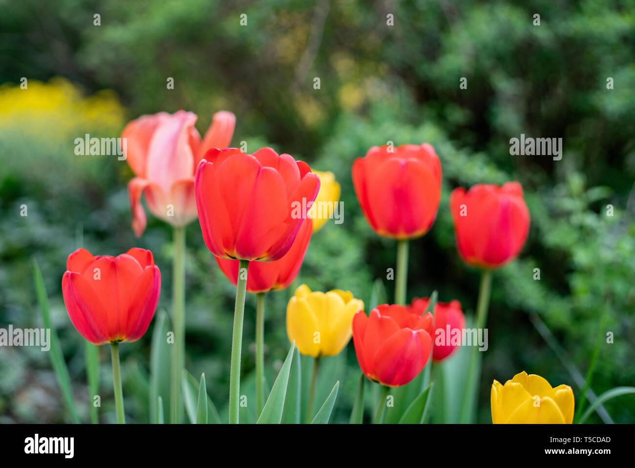 Gruppe von farbigen Tulpe. Lila Blume Tulpe leuchtet durch Sonnenlicht. Weiche selektiven Fokus, Tulip, Toning. Leuchtend bunte Tulpen Foto Hintergrund Stockfoto