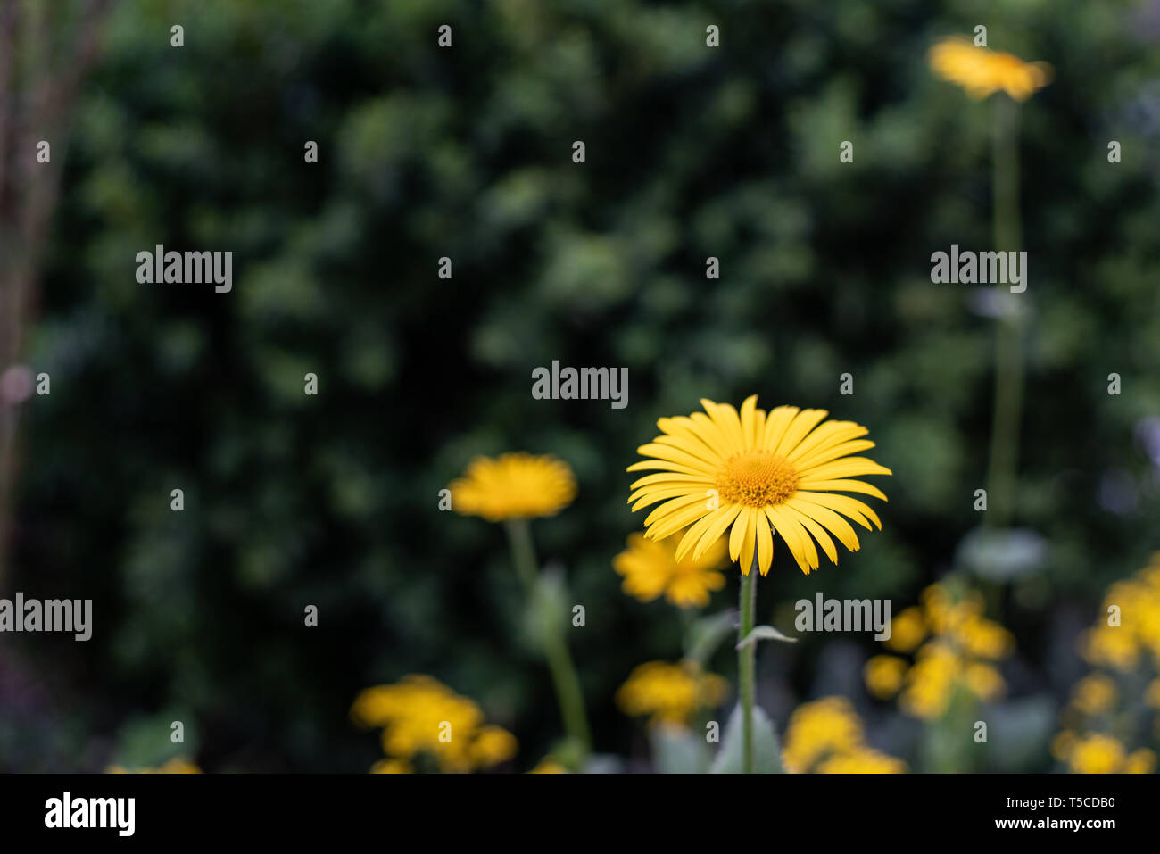 Gelbe Blumen der Farbstoff Kamille (Anthemis dolmetsch) Stockfoto