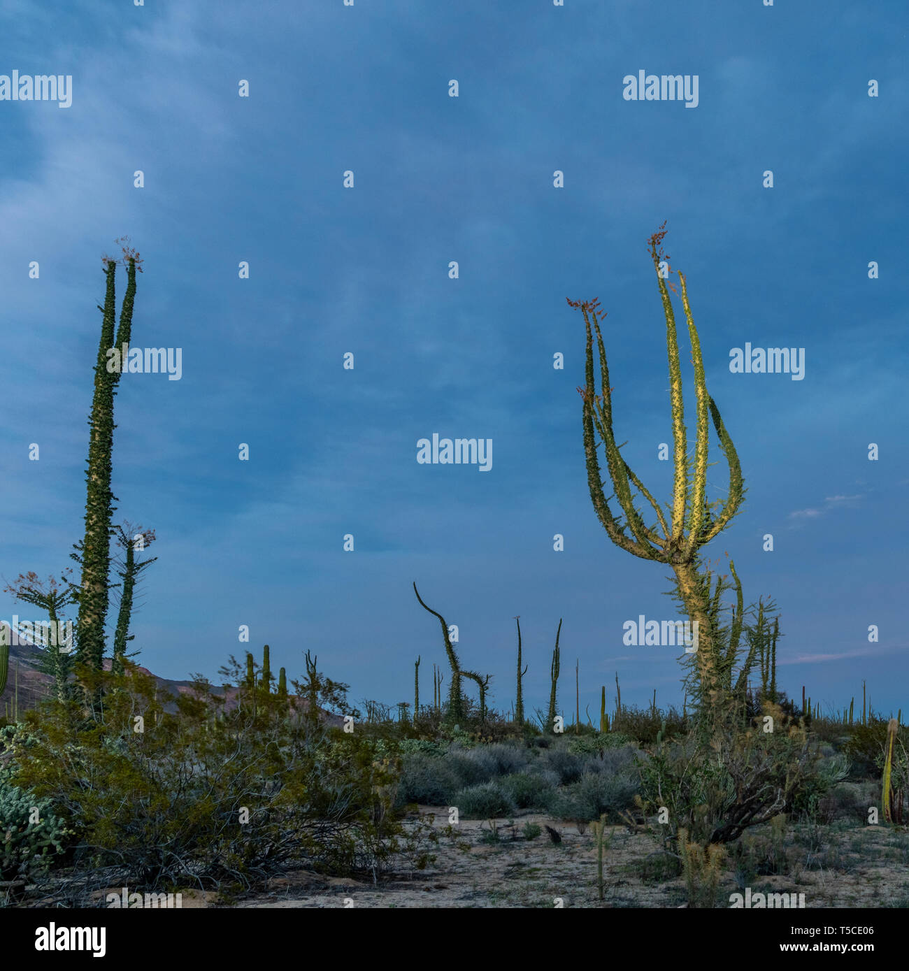 Boojum Bäume (Fouquieria columnaris) oder cirio bei Dämmerung in Baja California, Mexiko. Stockfoto