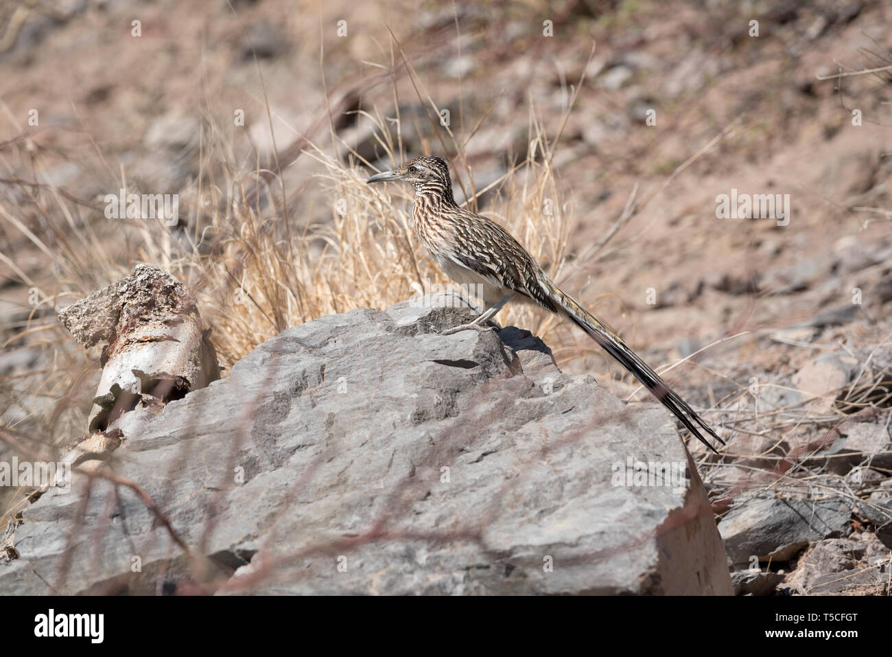 Mehr Roadrunner, die Bucht von Loreto Nationalpark, Baja California Sur, Mexiko. Stockfoto