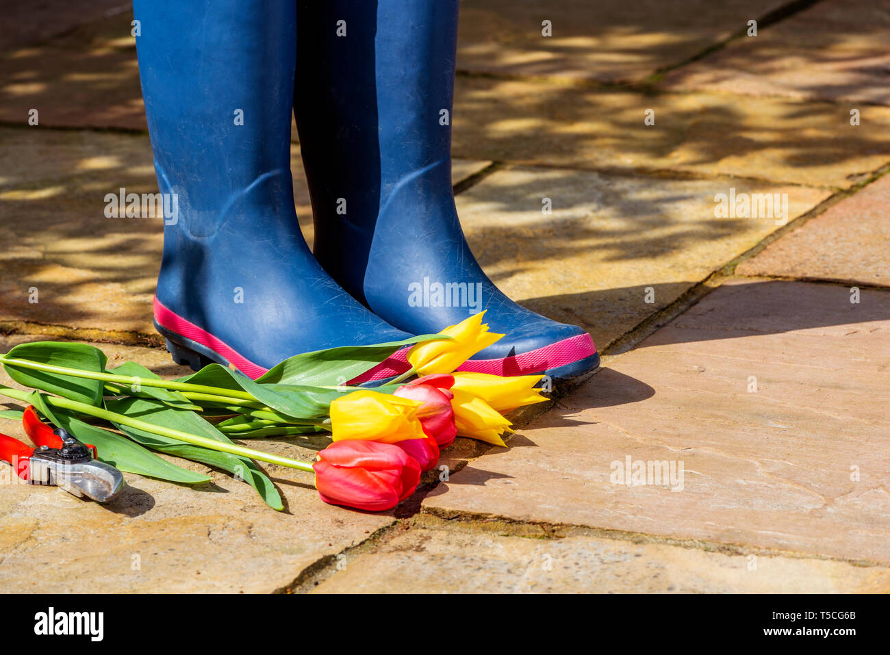 Paar blaue Gummistiefel auf einem Stein Terrasse. Meine Damen regen  Stiefel. Frühling Blumen und Blüten, geschnitten, gelbe und rote Tulpen,  mit der Gartenschere Stockfotografie - Alamy