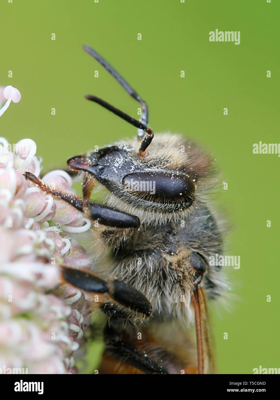 Die westliche Honigbiene oder Europäischen Honigbiene, Apis mellifera Stockfoto