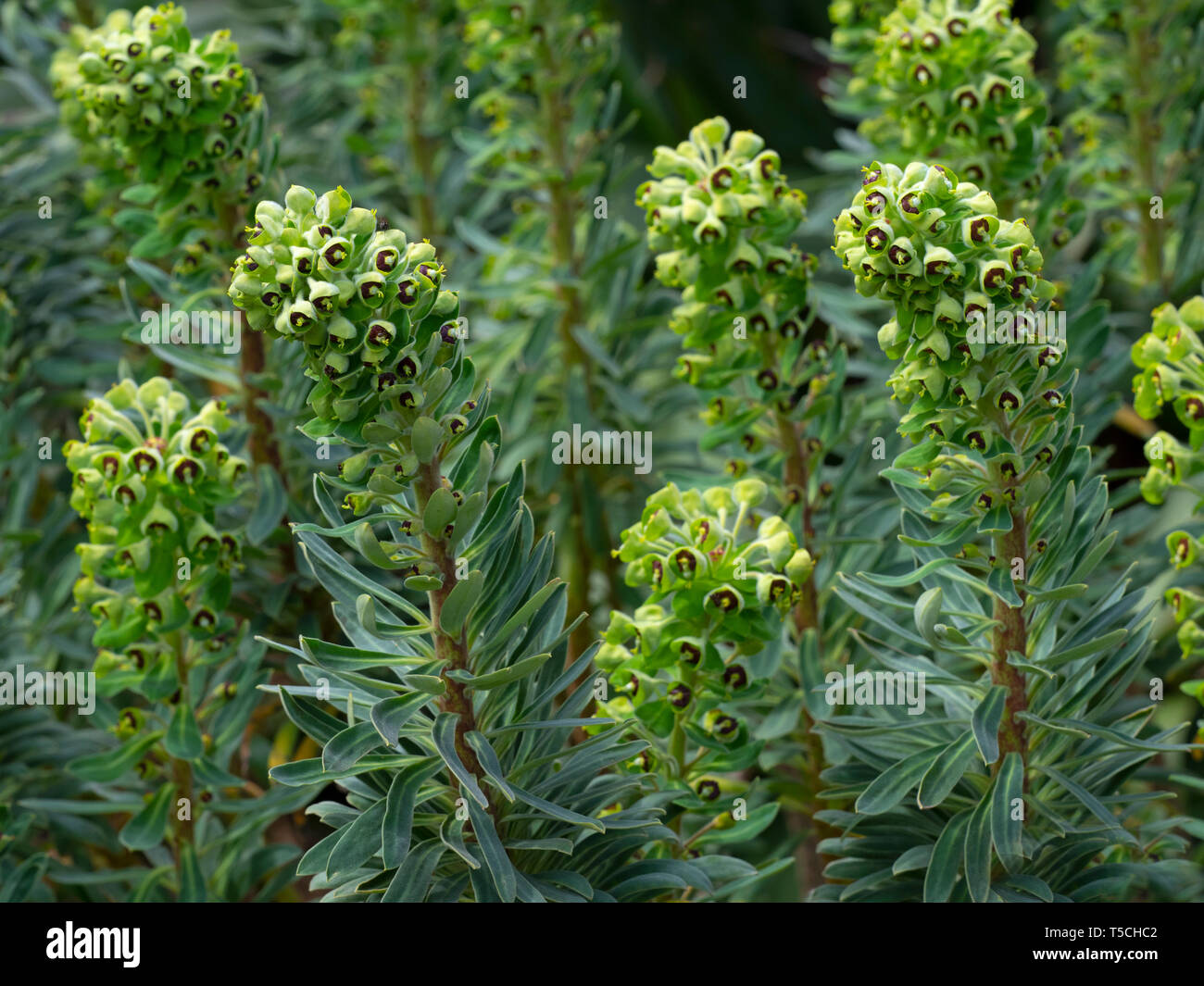 Euphorbia Characias "Portugiesisch Velvet" Stockfoto