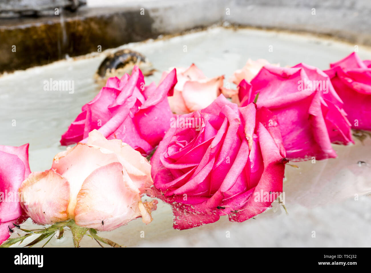 Blumenschmuck aus Rosen im Becken eines alten Steinbrunnen Stockfoto