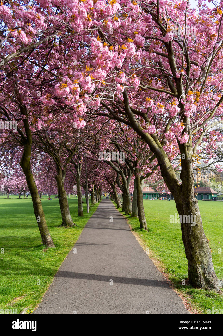 Edinburgh, Schottland, Großbritannien. 23 Apr, 2019. Mit Kirschblüten in voller Blüte an Bäumen in der Meadows Park im Süden der Stadt, in der Nähe der Edinburgh University und der Öffentlichkeit genießen Sie die Blüten und schönem Wetter. Credit: Iain Masterton/Alamy leben Nachrichten Stockfoto
