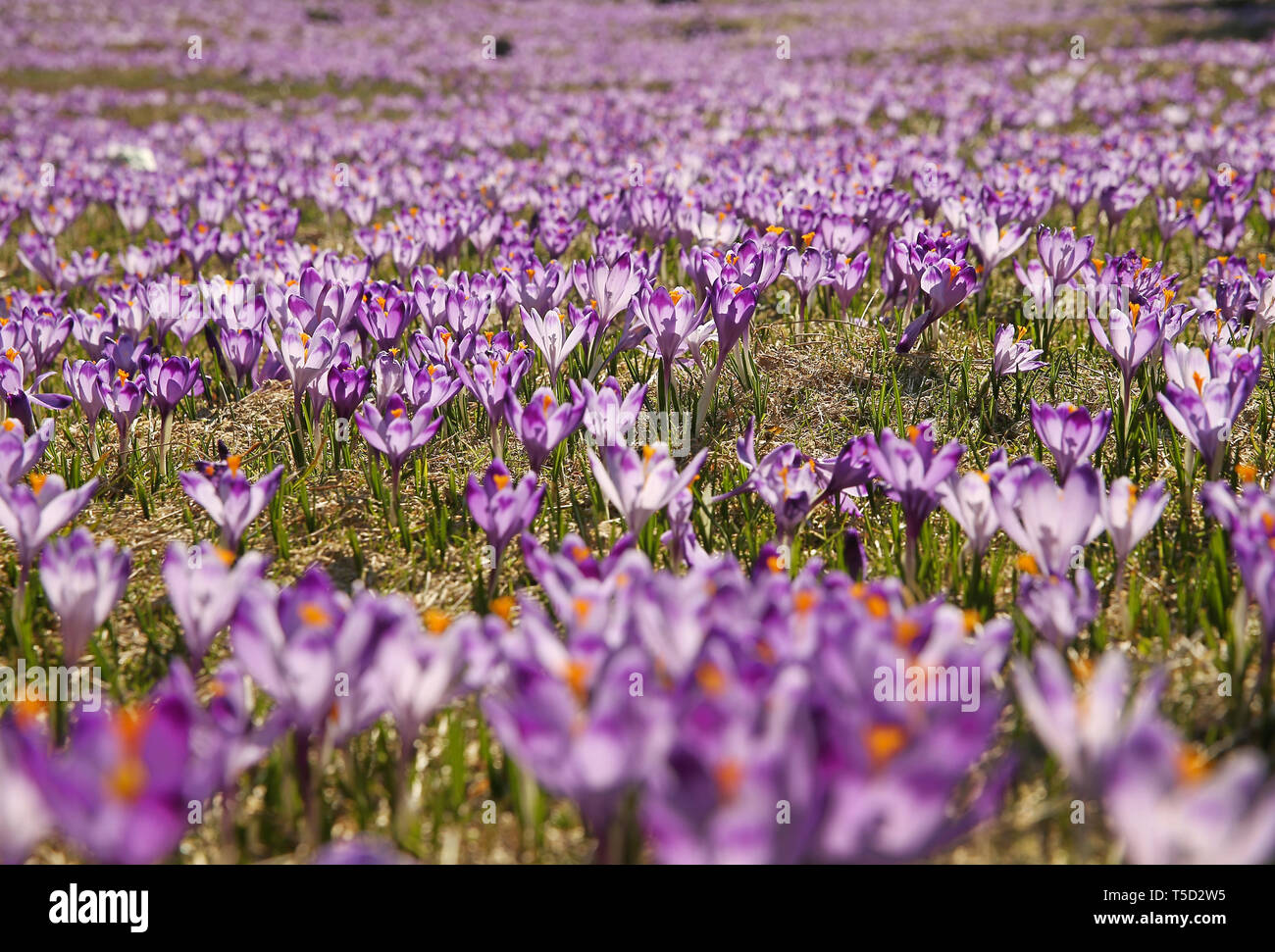 Zakopane, Polen. 13 Apr, 2019. Krokusse im chocholowska Tal. krokusse haben in den Bergen der Hohen Tatra blühte Blüte. Jedes Jahr im Frühling, der Berg lichtungen werden mit tausenden blühenden Blumen bedeckt. Die meisten Frühling Krokusse blühen im chocholowska Tal und auf den Kalatowki Clearing. Credit: Damian Klamka/ZUMA Draht/Alamy leben Nachrichten Stockfoto