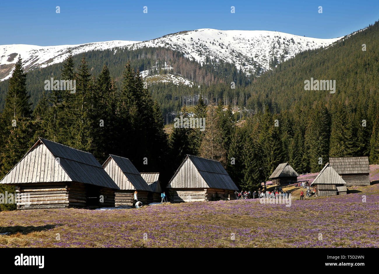 Zakopane, Polen. 13 Apr, 2019. Krokusse im chocholowska Tal. krokusse haben in den Bergen der Hohen Tatra blühte Blüte. Jedes Jahr im Frühling, der Berg lichtungen werden mit tausenden blühenden Blumen bedeckt. Die meisten Frühling Krokusse blühen im chocholowska Tal und auf den Kalatowki Clearing. Credit: Damian Klamka/ZUMA Draht/Alamy leben Nachrichten Stockfoto