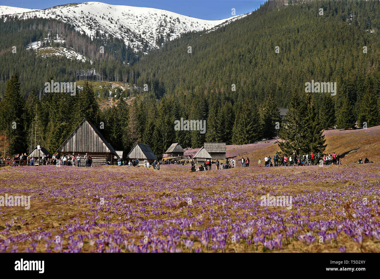 Zakopane, Polen. 13 Apr, 2019. Krokusse im chocholowska Tal. krokusse haben in den Bergen der Hohen Tatra blühte Blüte. Jedes Jahr im Frühling, der Berg lichtungen werden mit tausenden blühenden Blumen bedeckt. Die meisten Frühling Krokusse blühen im chocholowska Tal und auf den Kalatowki Clearing. Credit: Damian Klamka/ZUMA Draht/Alamy leben Nachrichten Stockfoto