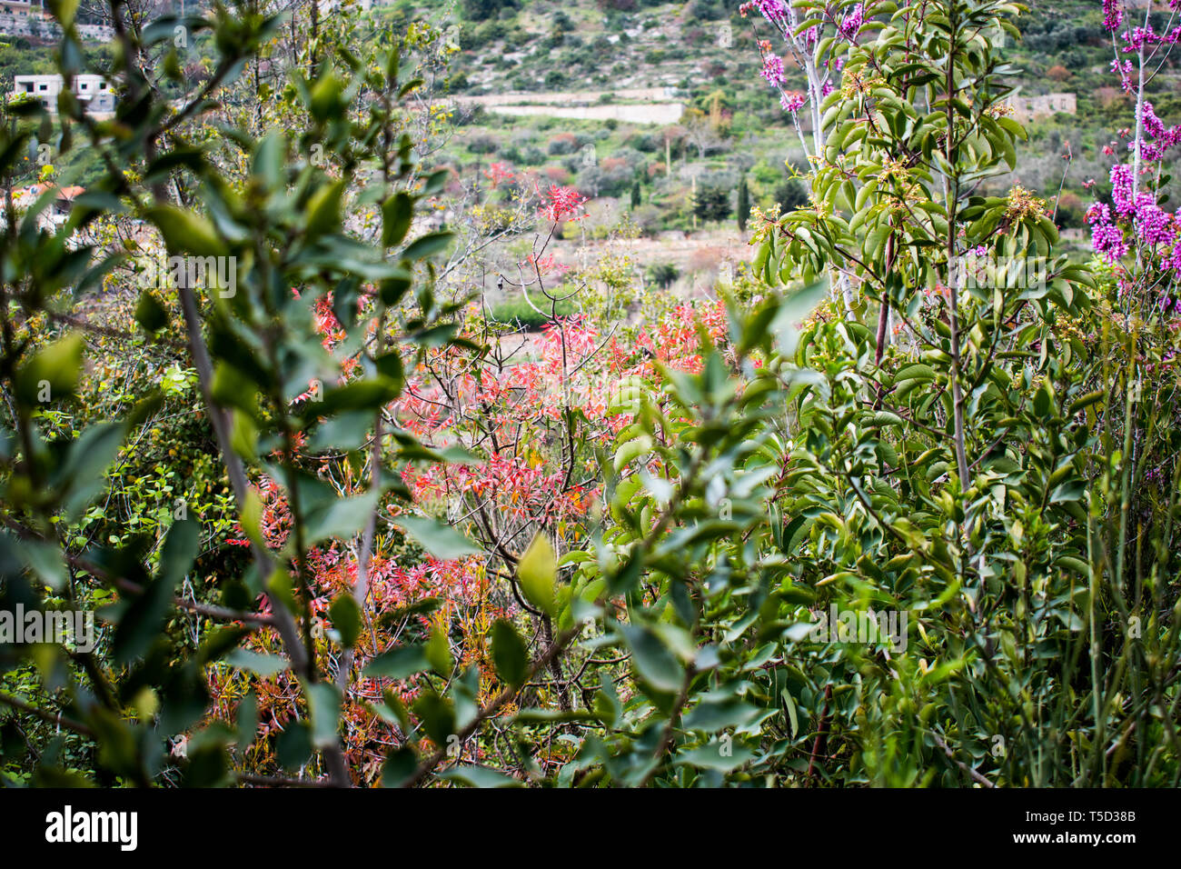 Dies ist eine Erfassung von Blumen im Frühling 2019 im Libanon übernommen und Sie können die wunderschöne Farben und Details siehe Stockfoto