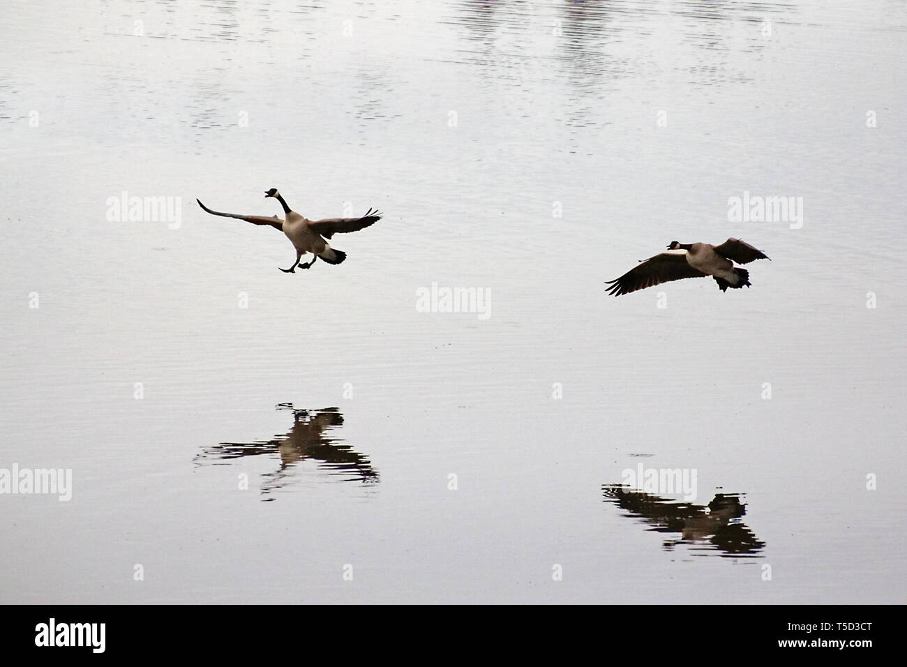 Vögel von Nordamerika. Wasservögel. Kanadagans Branta canadensis Stockfoto