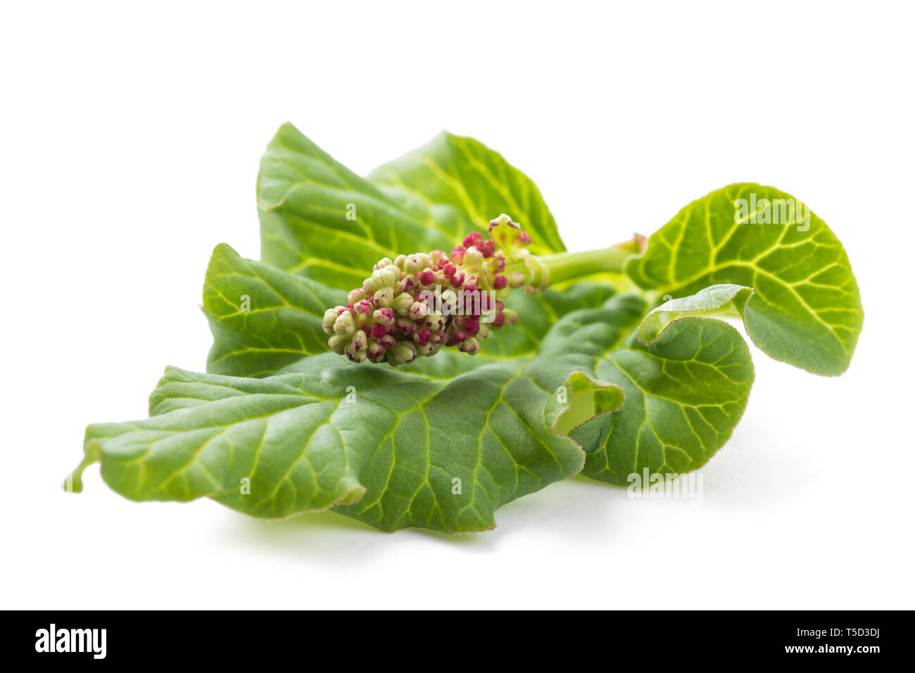 Rhabarber Blatt und Blume isoliert auf weiß Stockfoto