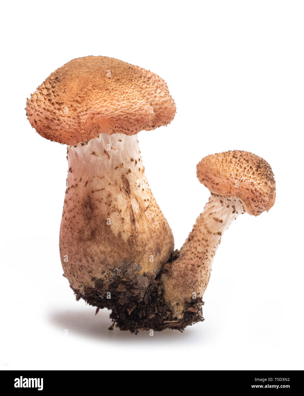 Honig Pilz isoliert auf weißem Hintergrund Stockfoto