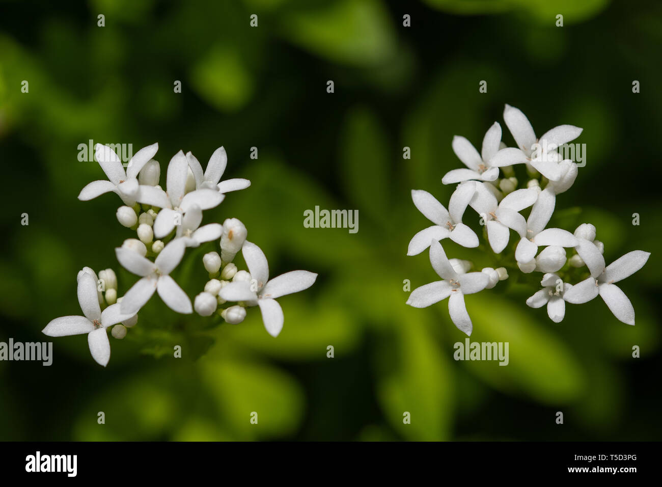 Frische süße Waldmeister Blumen auf unscharfen Hintergrund Stockfoto