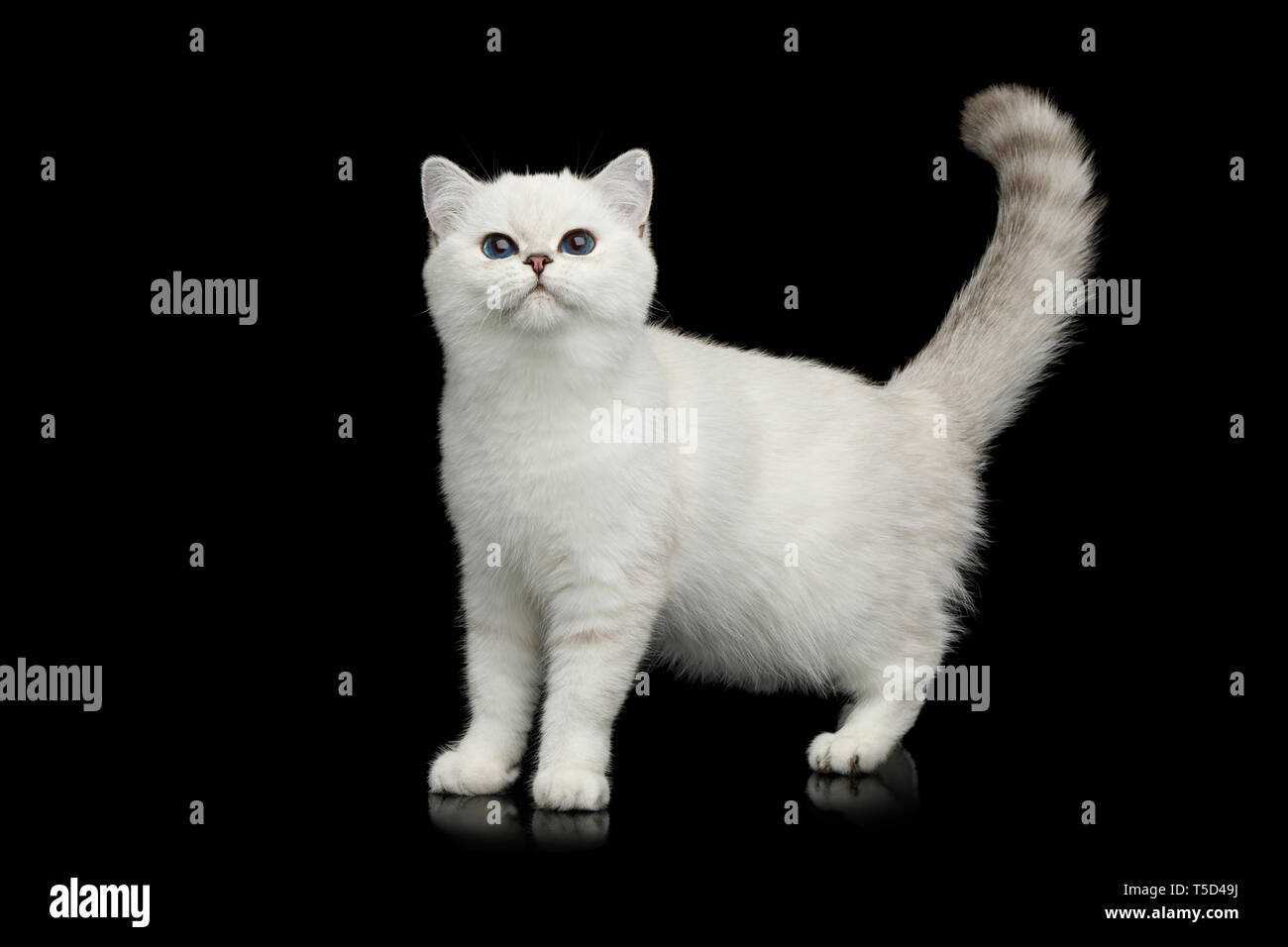 Britische Weiße Katze Mit Blauen Augen Stehen Und Neugierig