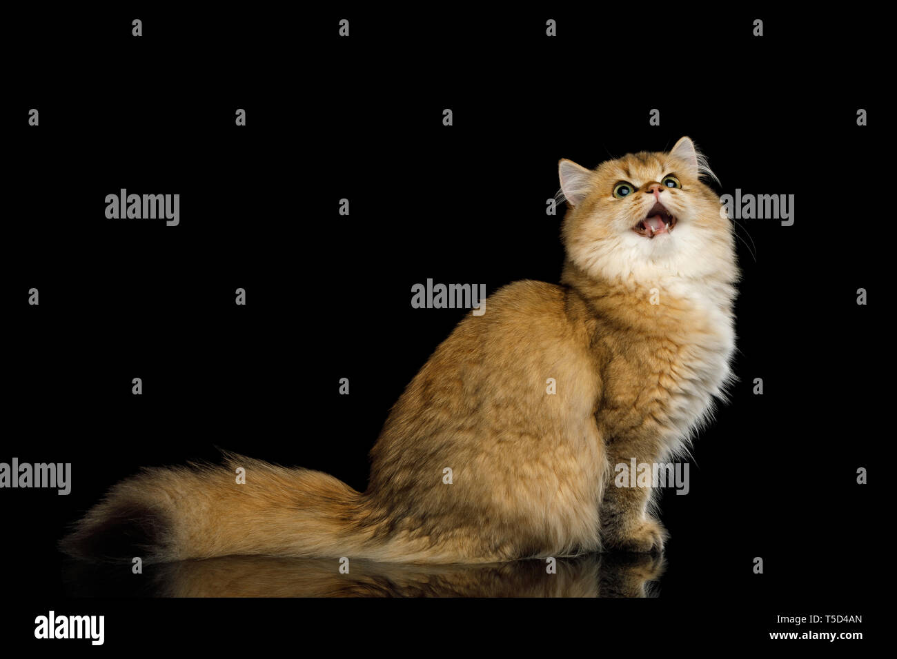 Ein Dominantes Männchen, Eine Rote Katze Mit Hoden Ohne Schwanz Liegt Auf  Der Seite Unter Dem Auto. Lizenzfreie Fotos, Bilder und Stock Fotografie.  Image 105302190.
