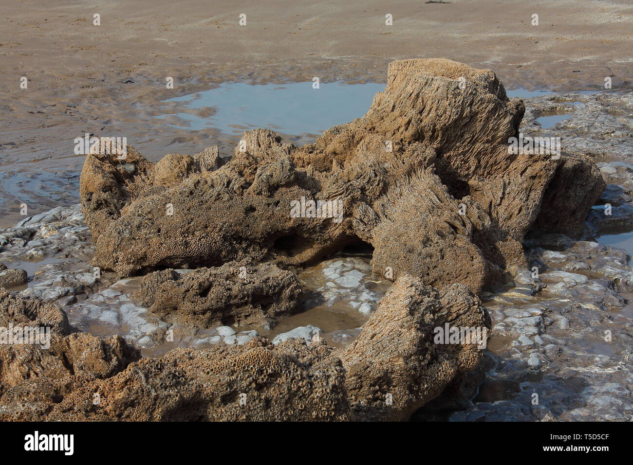 Ein Felsen, von einem kleinen Felsen am Strand und komplett mit Seepocken, die eine universelle Braun sludgy sehen fast wie ein Korallenriff. Stockfoto