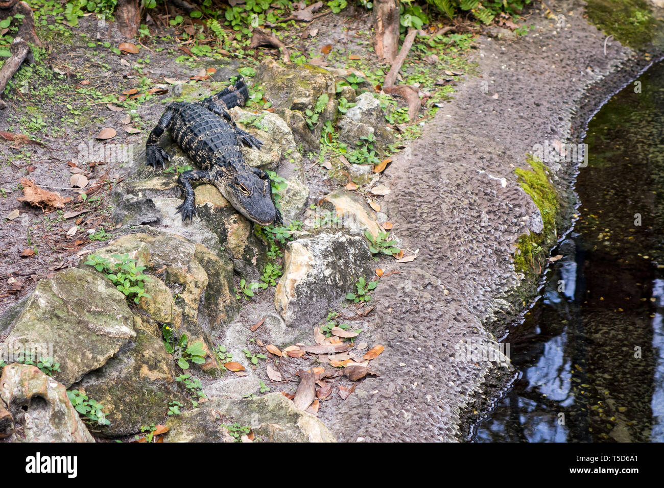 Eine amerikanische Alligator auf Anzeige im Seaworld in Orlando. Stockfoto