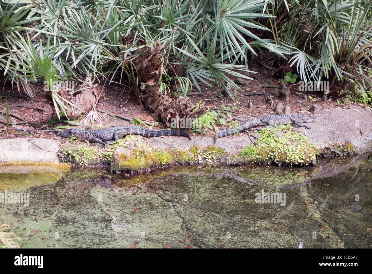 Amerikanische Alligatoren auf Anzeige im Seaworld in Orlando. Stockfoto
