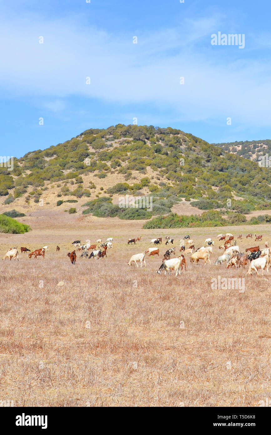 Wunderschöne Landschaft Landschaft mit einer Herde von Ziegen weiden auf trockenen feld in der Nähe von kleinen Hügeln an einem sonnigen Tag genommen. Foto von entfernten Karpas Halbinsel im türkischen Teil Zyperns. Stockfoto