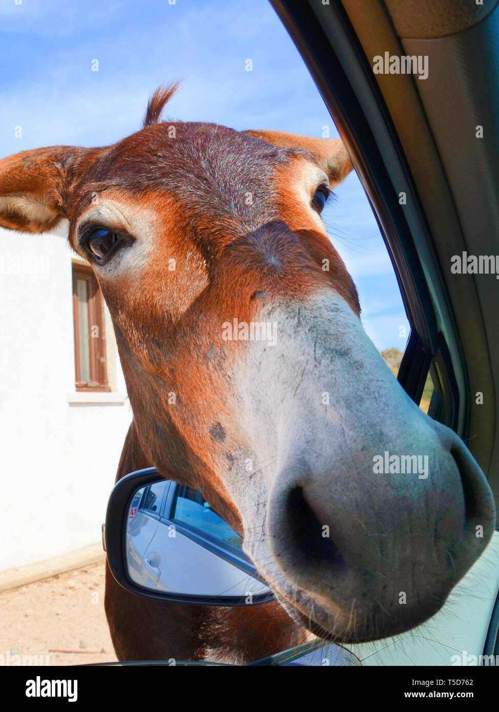 Adorable vertikale Foto von Esel Kopf schauen in das Auto durch geöffnete Fenster. In Karpaz Halbinsel, türkischen Nordzypern. Wilde Esel sind beliebte lokale Attraktion. Stockfoto