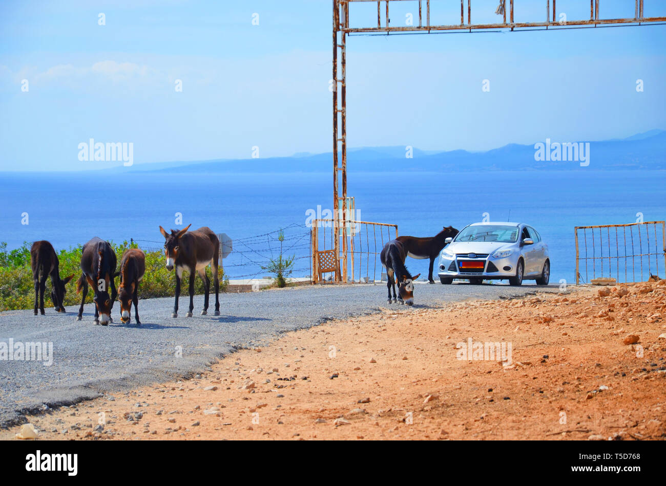 Wilde Esel auf der Straße rund um das Auto, dass vorbei ist. Einer der Esel hat seinen Kopf in ein Auto. In Karpas Halbinsel, türkischen Nordzypern. Diese niedlichen Tiere sind Attraktion der Gegend. Stockfoto