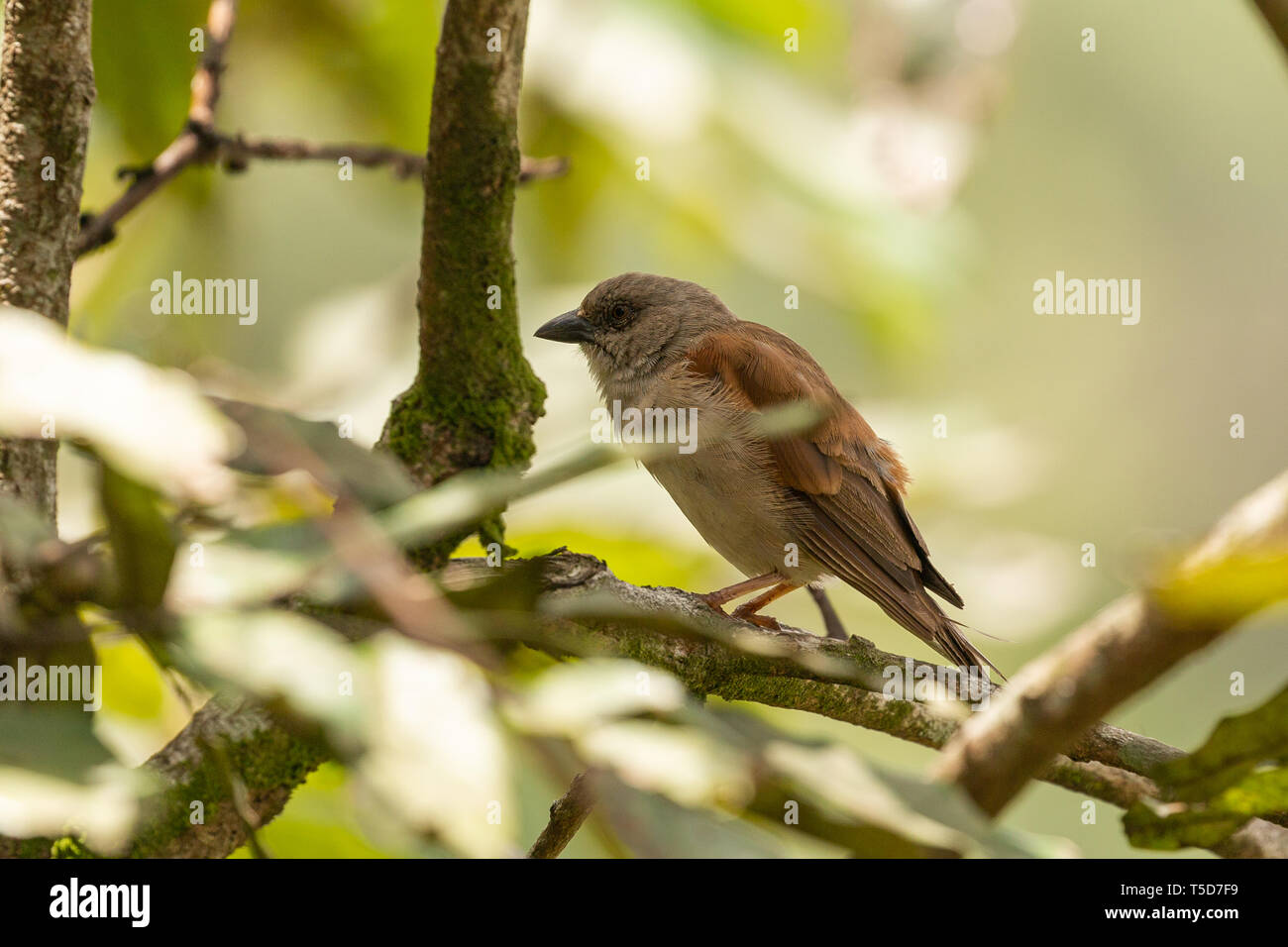 Kleiner Vogel versteckt von der Mittagssonne in einem Busch, Obudu plateau Nigeria Stockfoto