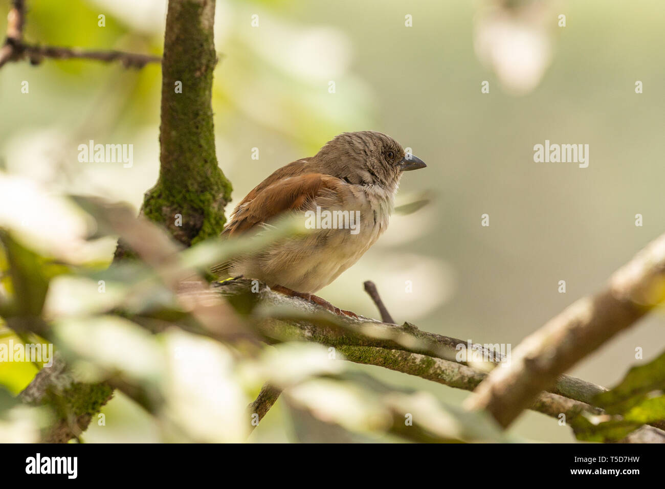 Kleiner Vogel versteckt von der Mittagssonne in einem Busch, Obudu plateau Nigeria Stockfoto