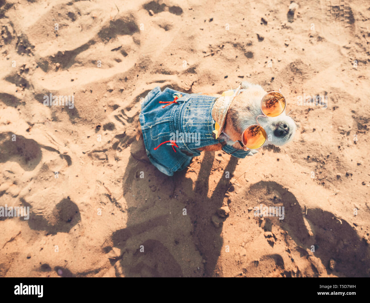 Chihuahua mit Sonnenbrille und Strohhut sitzt auf einem Strand am Fluss in der Sonne. Modische Hund in einer Jeans Anzug ausruhen am Strand gekleidet Stockfoto