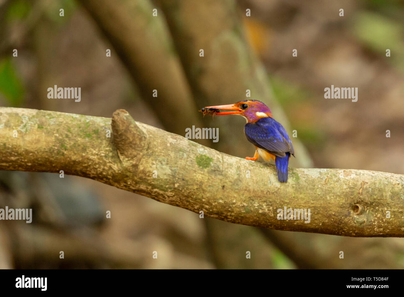 African Pygmy Kingfisher mit Beute Insekt thront in einem Mangrove über einem Fluss in Butatong, Nigeria Stockfoto