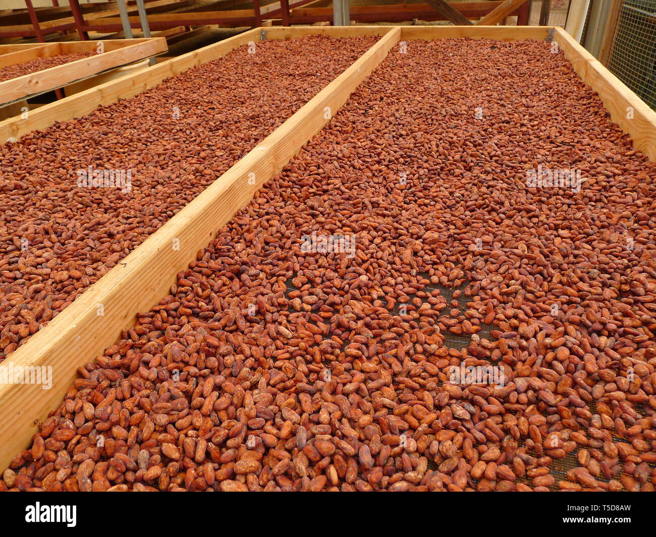 Rohe Kakaobohnen auf Wäscheständer Stockfoto