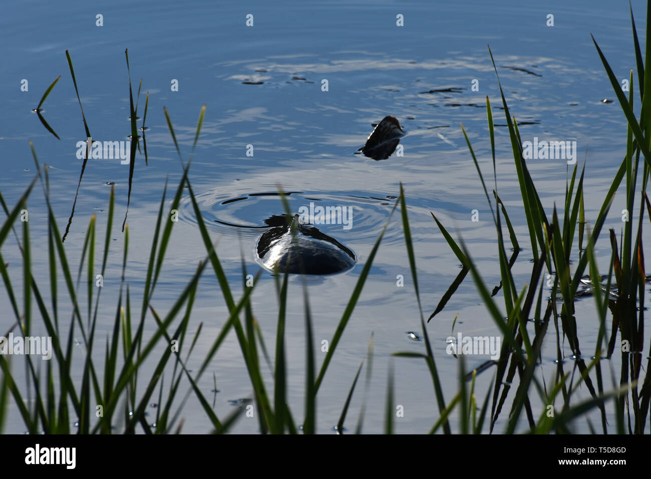 Große Gras karpfen fisch Beweidung in den Untiefen (Ctenopharyngodon idella) Stockfoto