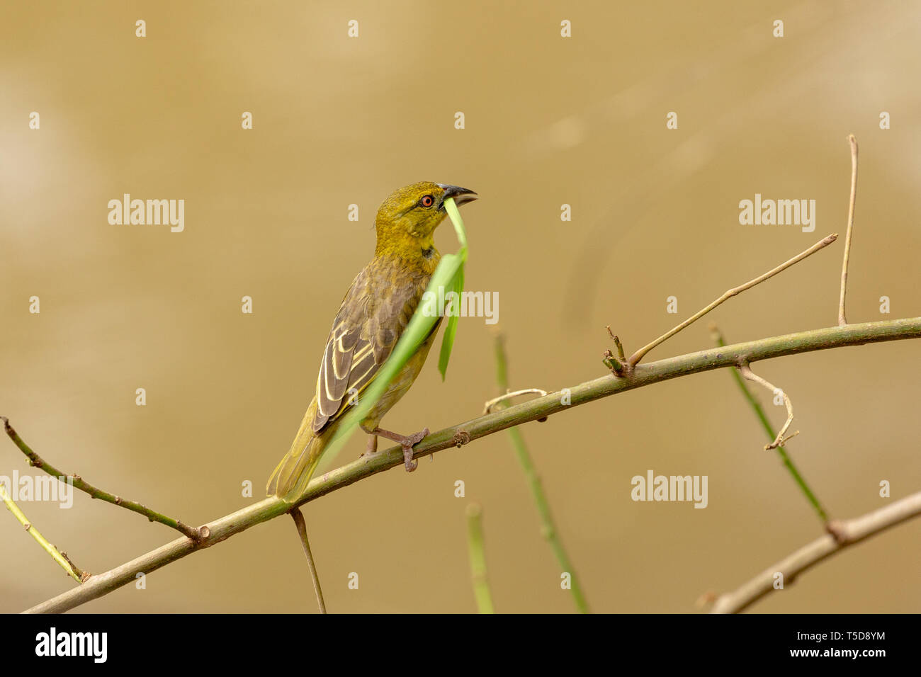 Weibliche village Weaver Vogel auf einem Zweig mit einem Grashalm in ihrem Schnabel für das Weben von ihrem Nest Stockfoto