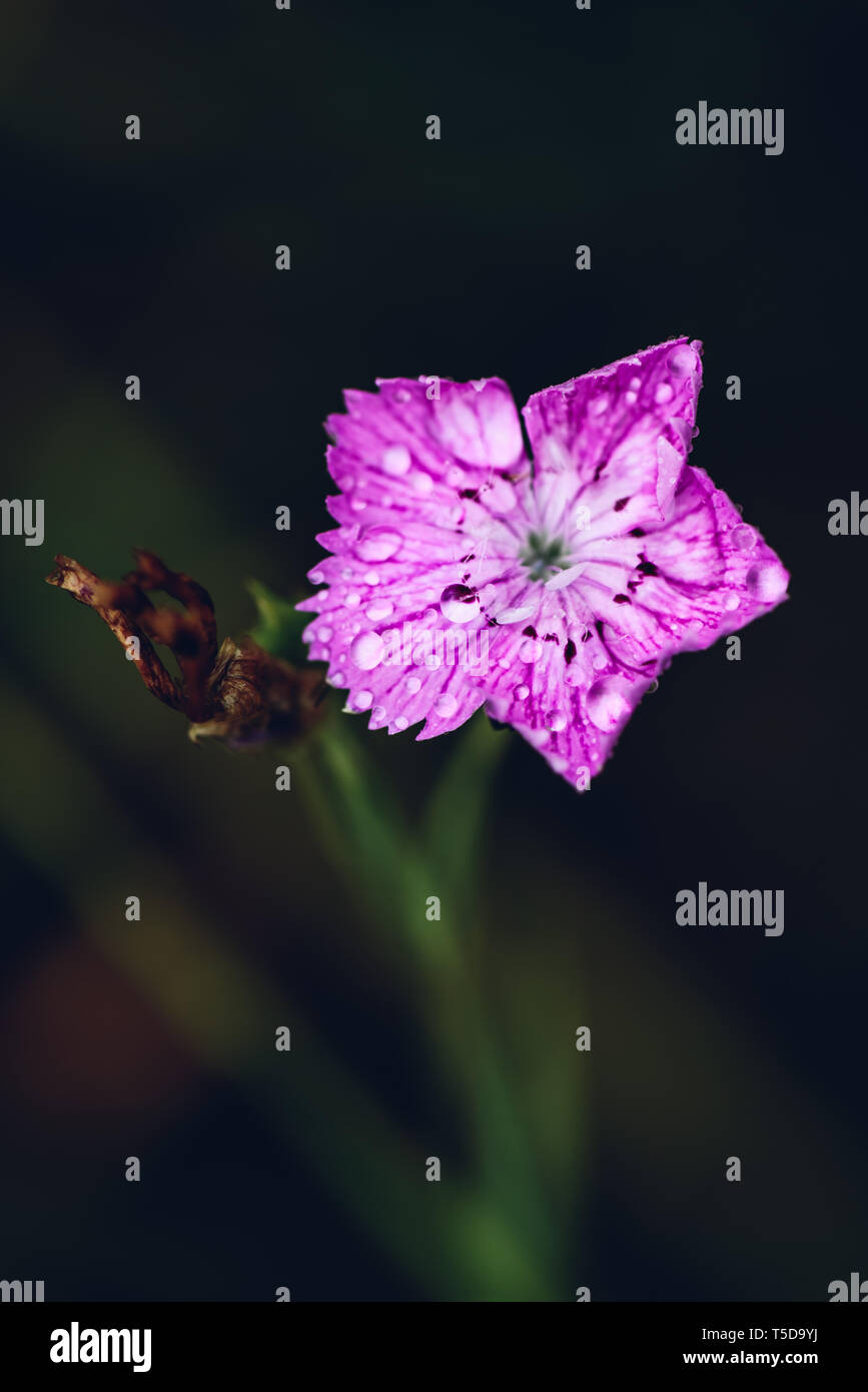 Blume rosa Dianthus mit rdrops nach regen Stockfoto